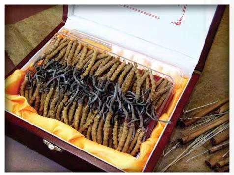 鼎湖冬虫夏草回收